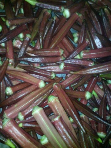 Detail Gambar Okra Merah Nomer 40