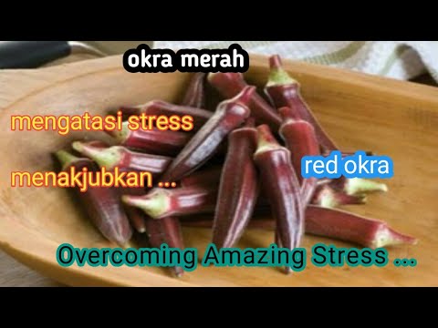 Download Gambar Okra Merah Nomer 45