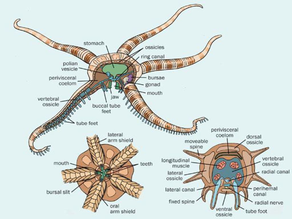 Detail Gambar Ophiopholis Sp Nomer 12