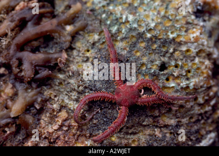 Detail Gambar Ophiopholis Sp Nomer 17