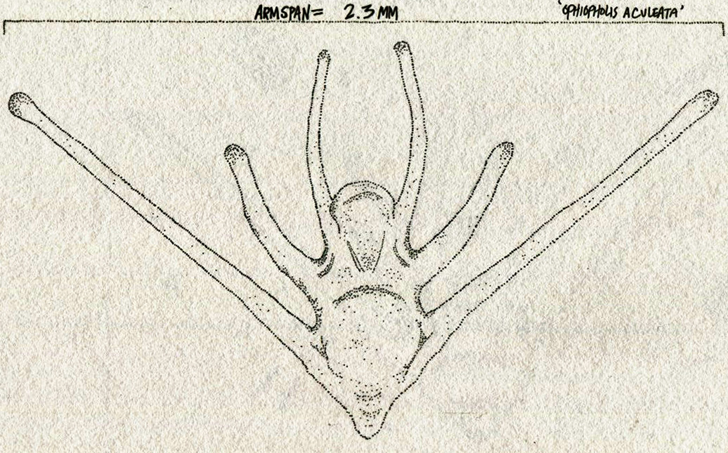 Detail Gambar Ophiopholis Sp Nomer 32