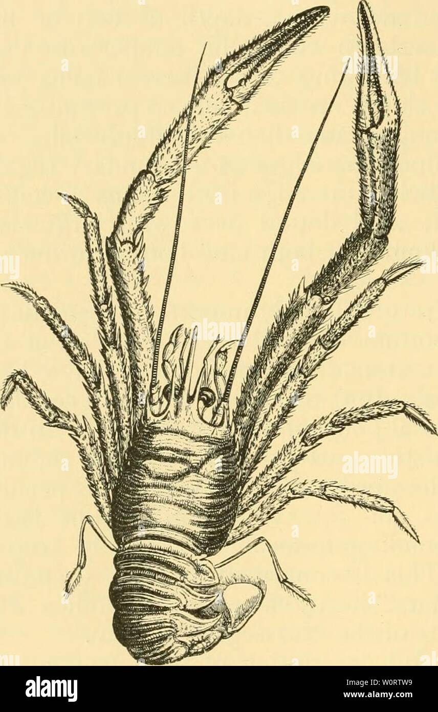 Detail Gambar Ophiopholis Sp Nomer 36