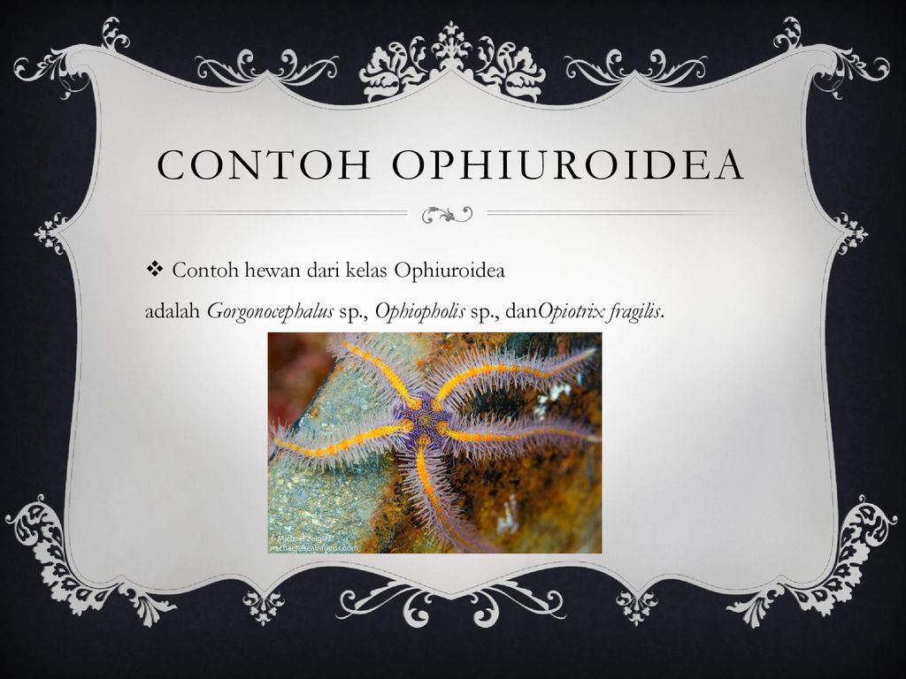 Detail Gambar Ophiopholis Sp Nomer 44