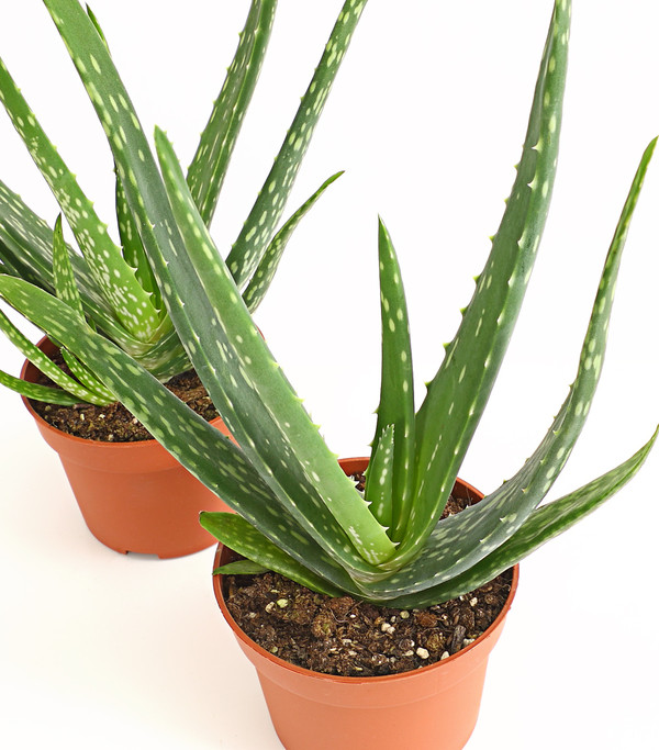 Detail Aloe Vera Richtig Schneiden Nomer 12