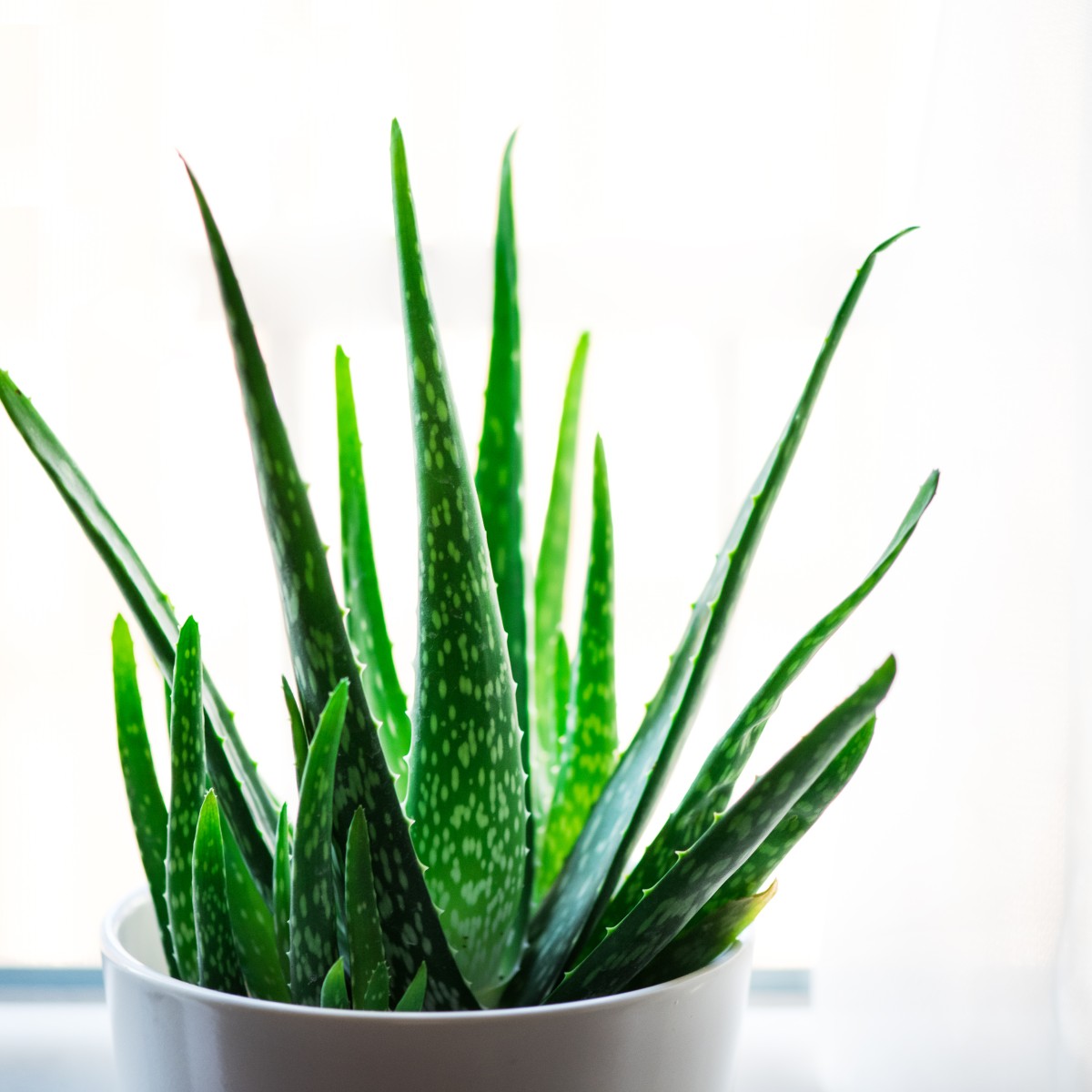 Detail Aloe Vera Richtig Schneiden Nomer 16