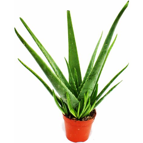 Detail Aloe Vera Richtig Schneiden Nomer 19