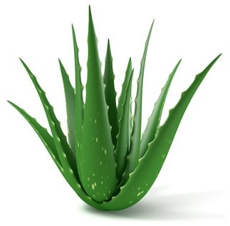 Detail Aloe Vera Richtig Schneiden Nomer 22