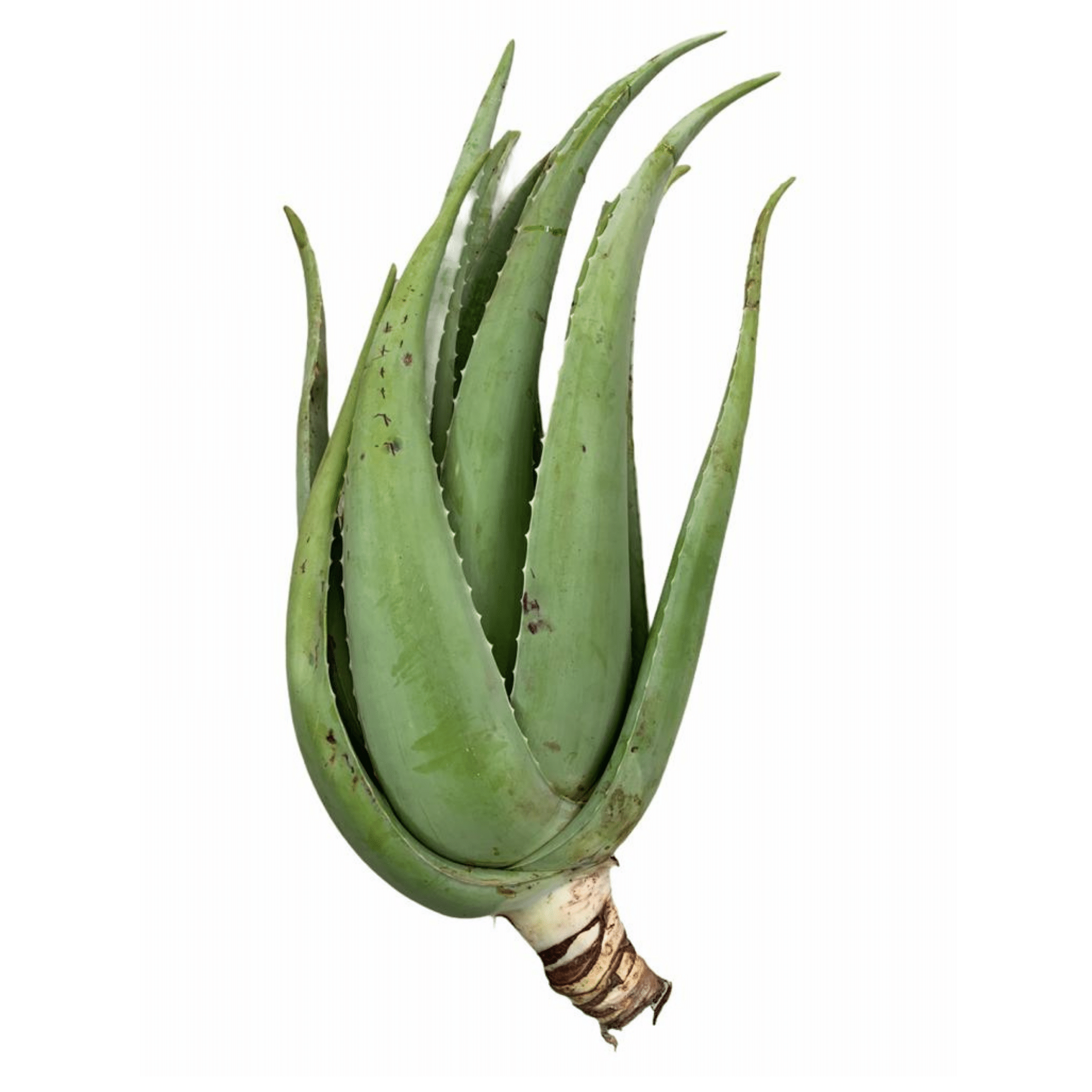 Detail Aloe Vera Richtig Schneiden Nomer 23