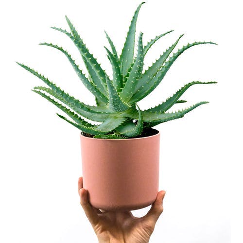 Detail Aloe Vera Richtig Schneiden Nomer 5