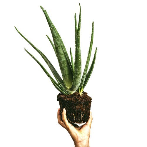 Detail Aloe Vera Richtig Schneiden Nomer 8