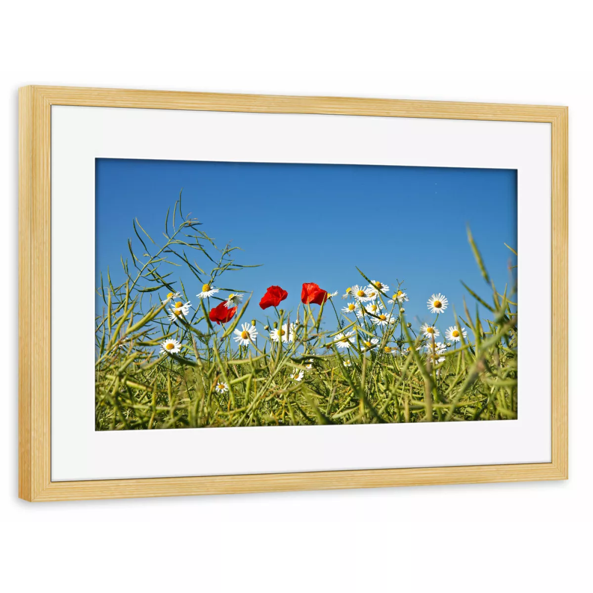 Detail Bilder Mit Mohnblumen Nomer 18