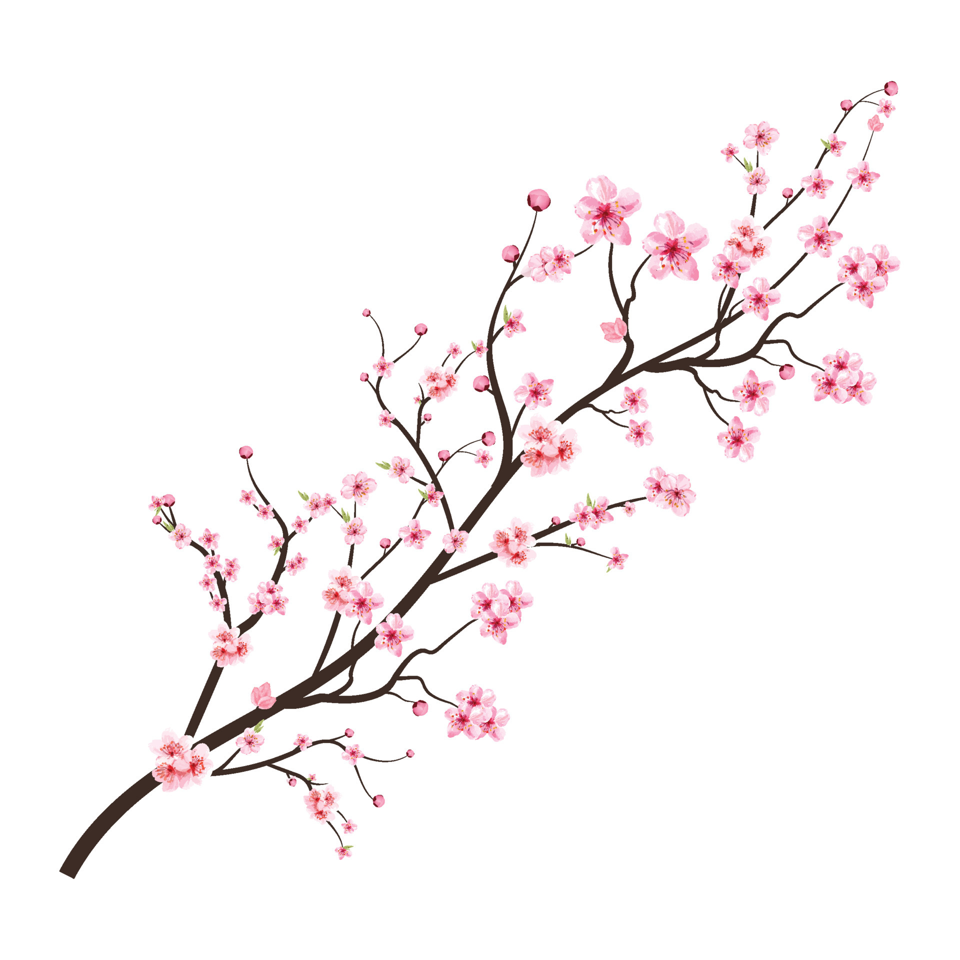 Blossom Watercolor - KibrisPDR