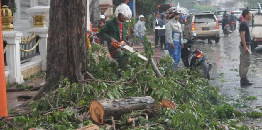 Detail Contoh Surat Permohonan Penebangan Pohon Pinggir Jalan Nomer 31