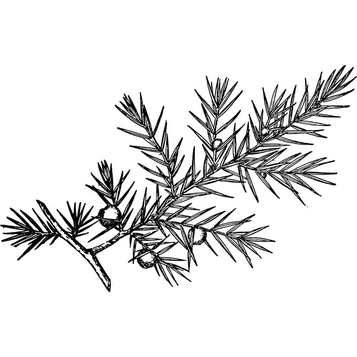 Download Spruce Branch Tattoo Nomer 10