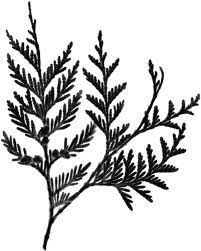 Detail Spruce Branch Tattoo Nomer 3