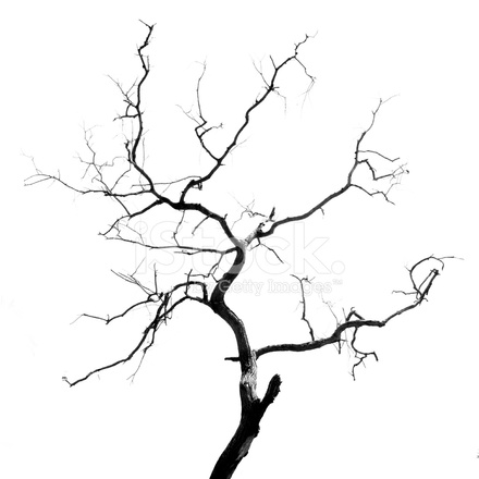 Detail Toter Baum Nomer 4