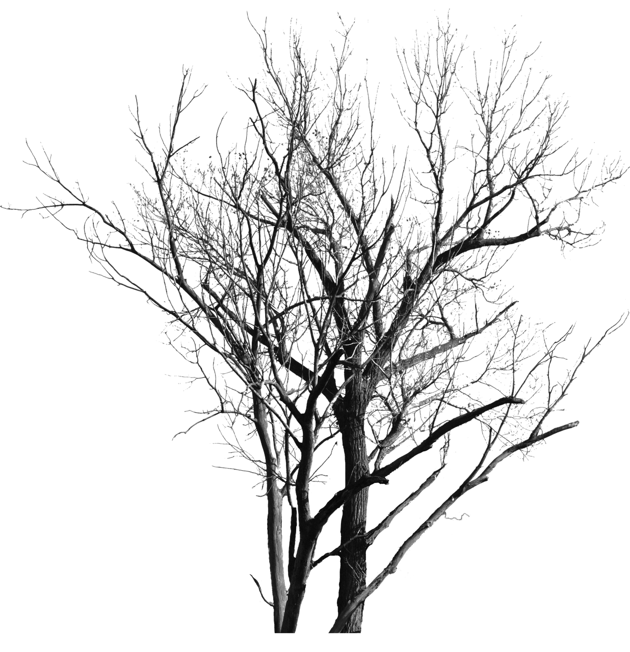 Detail Toter Baum Nomer 6