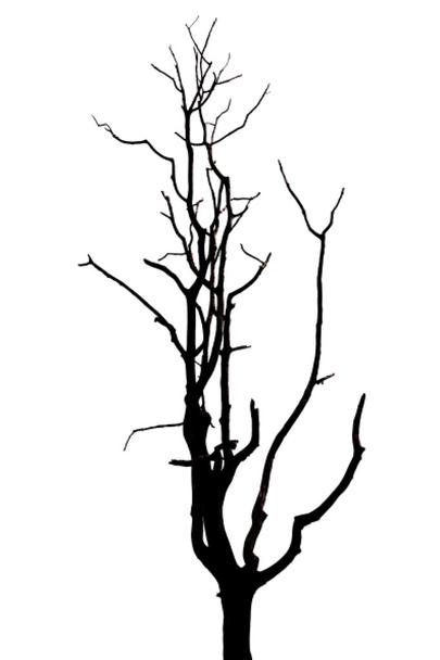 Detail Toter Baum Nomer 8