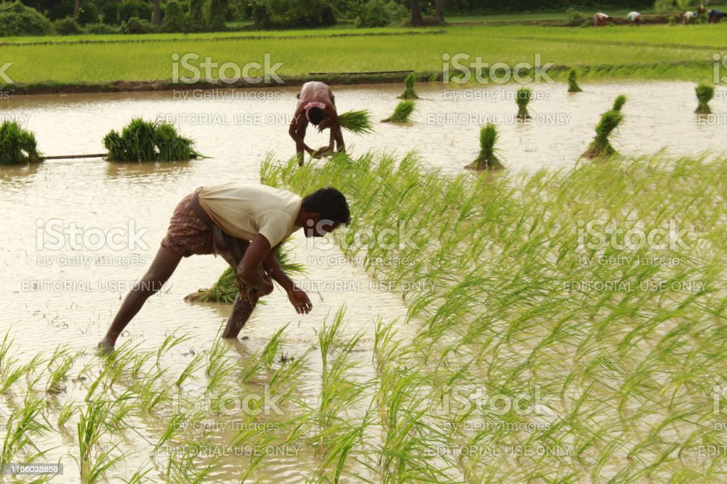 Detail Gambar Orang Bekerja Di Sawah Nomer 10