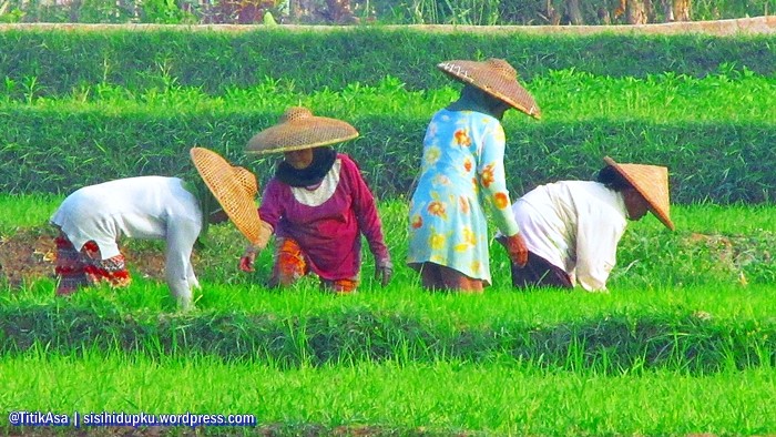 Detail Gambar Orang Bekerja Di Sawah Nomer 11