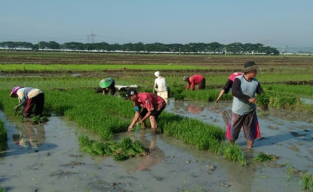 Detail Gambar Orang Bekerja Di Sawah Nomer 12