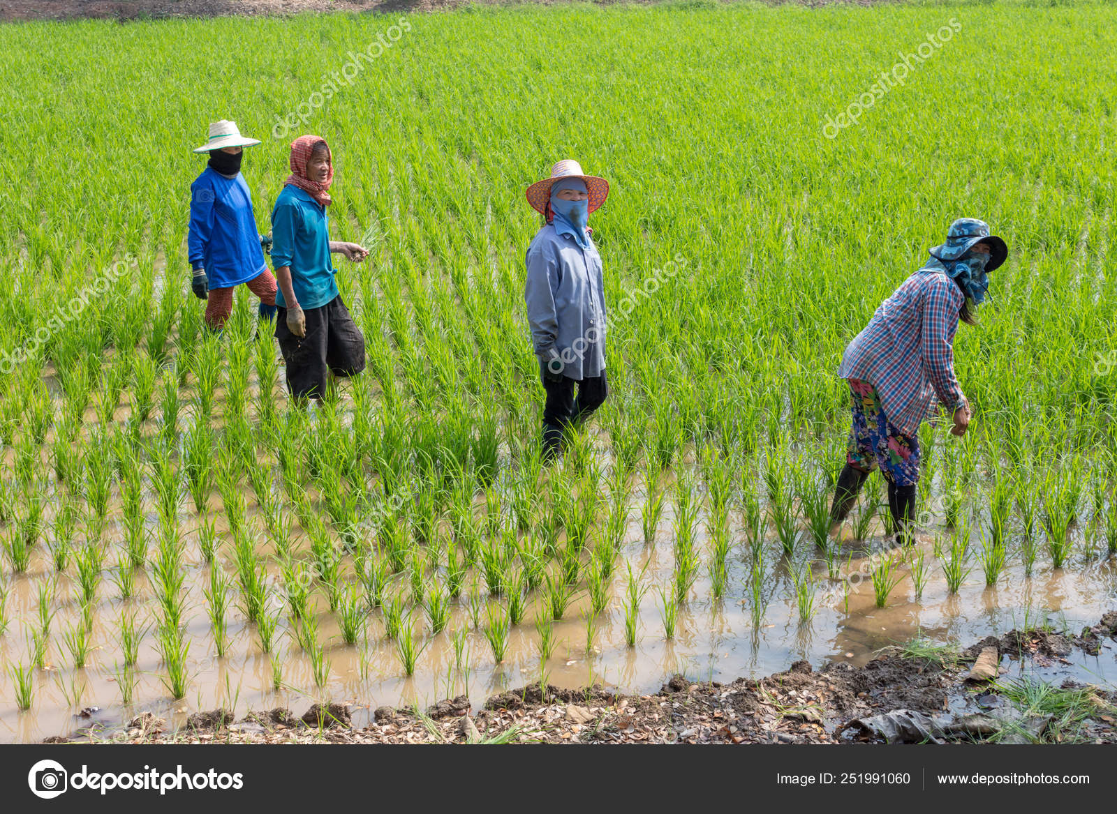 Detail Gambar Orang Bekerja Di Sawah Nomer 13