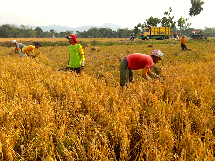 Detail Gambar Orang Bekerja Di Sawah Nomer 19