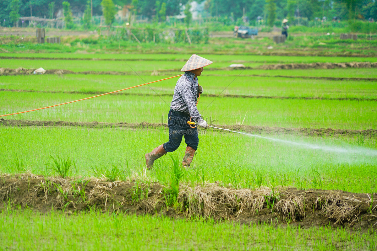 Detail Gambar Orang Bekerja Di Sawah Nomer 25