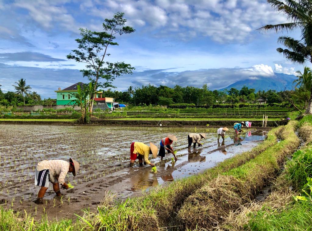 Detail Gambar Orang Bekerja Di Sawah Nomer 29