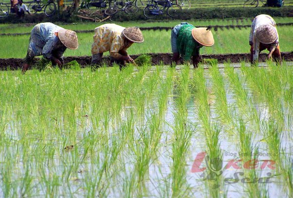 Detail Gambar Orang Bekerja Di Sawah Nomer 35