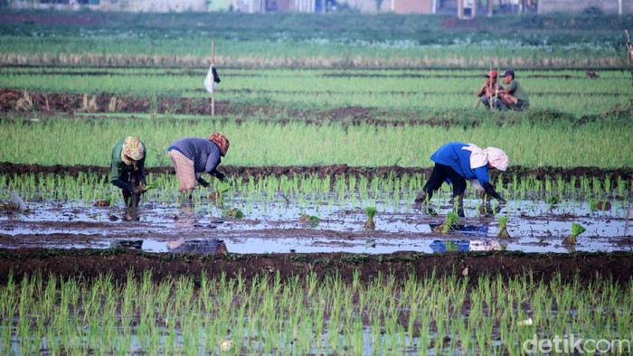 Detail Gambar Orang Bekerja Di Sawah Nomer 36