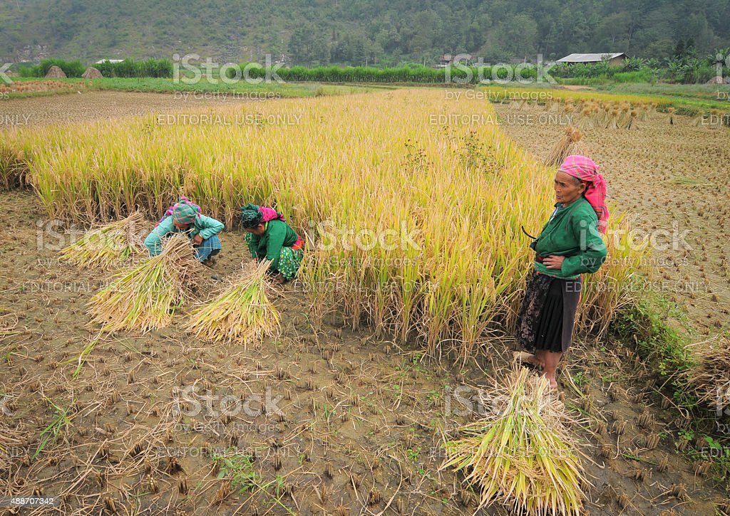 Detail Gambar Orang Bekerja Di Sawah Nomer 5