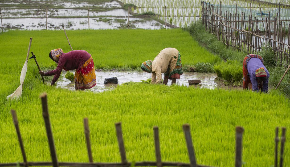 Detail Gambar Orang Bekerja Di Sawah Nomer 40