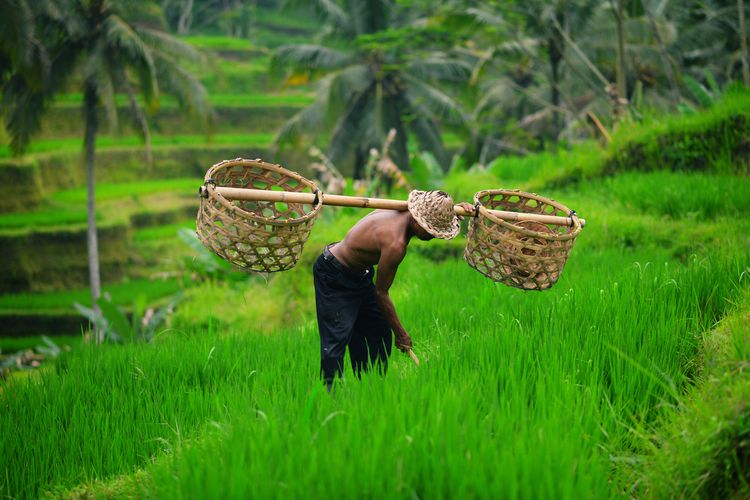 Detail Gambar Orang Bekerja Di Sawah Nomer 41