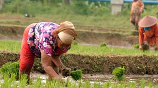 Detail Gambar Orang Bekerja Di Sawah Nomer 45