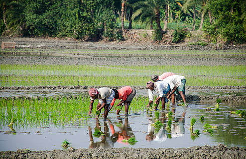 Detail Gambar Orang Bekerja Di Sawah Nomer 6