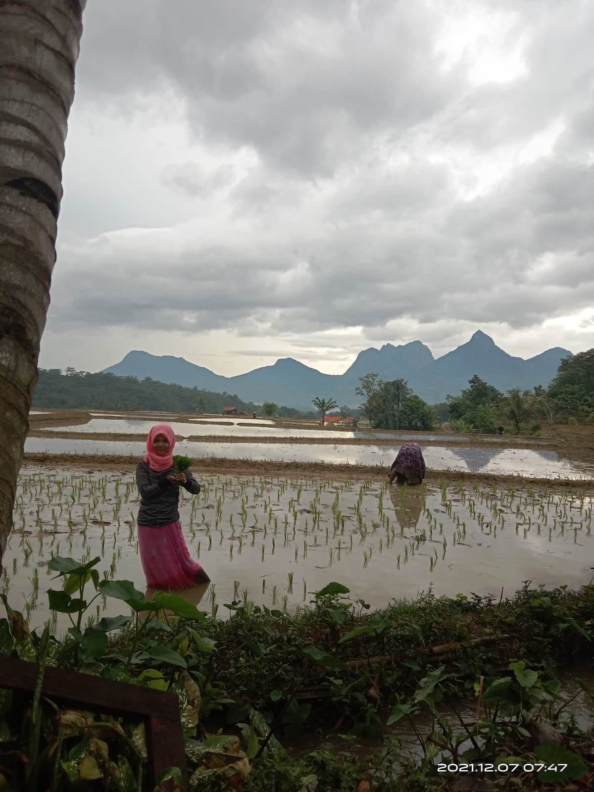 Detail Gambar Orang Bekerja Di Sawah Nomer 53