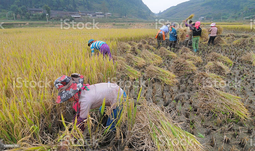 Detail Gambar Orang Bekerja Di Sawah Nomer 7