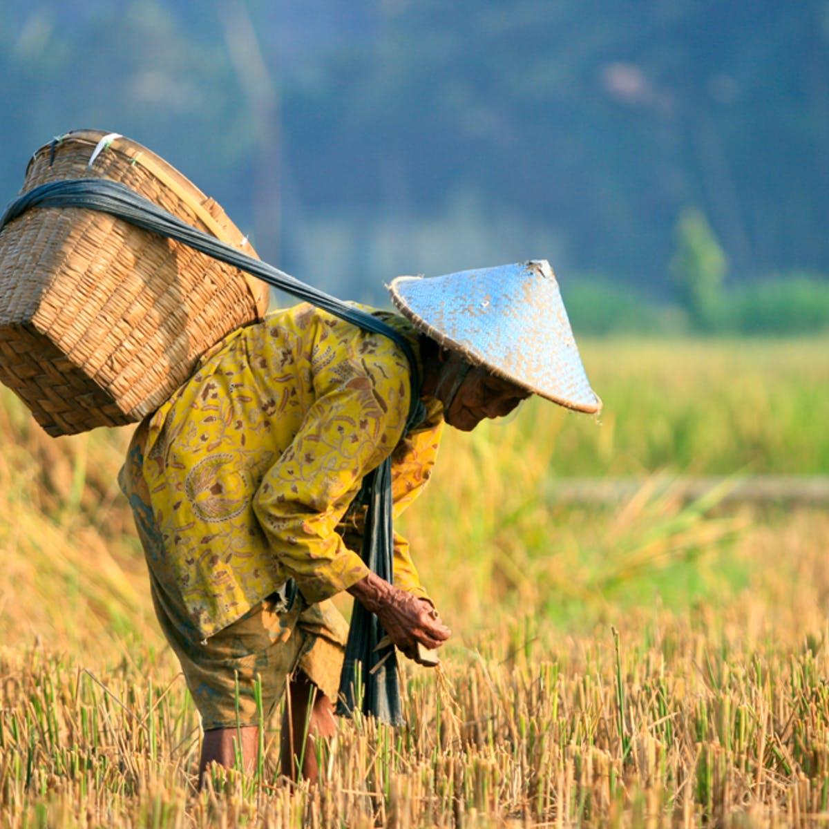 Detail Gambar Orang Bekerja Di Sawah Nomer 9