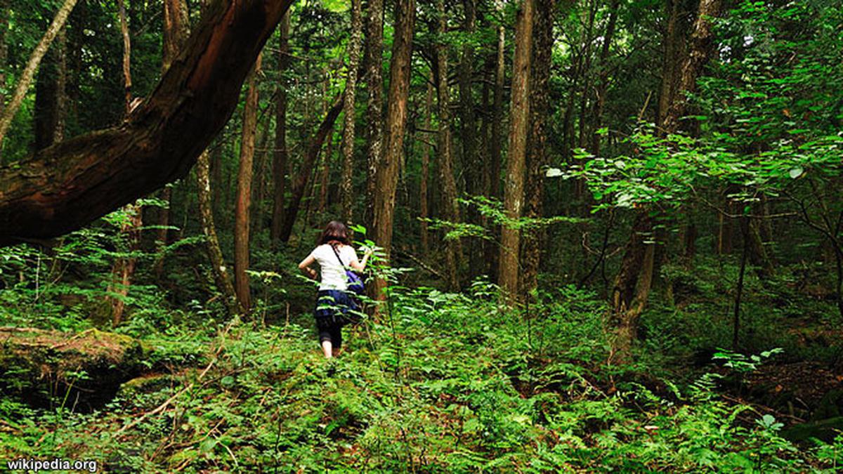 Detail Gambar Orang Berjalan Sendirian Di Hutan Nomer 24