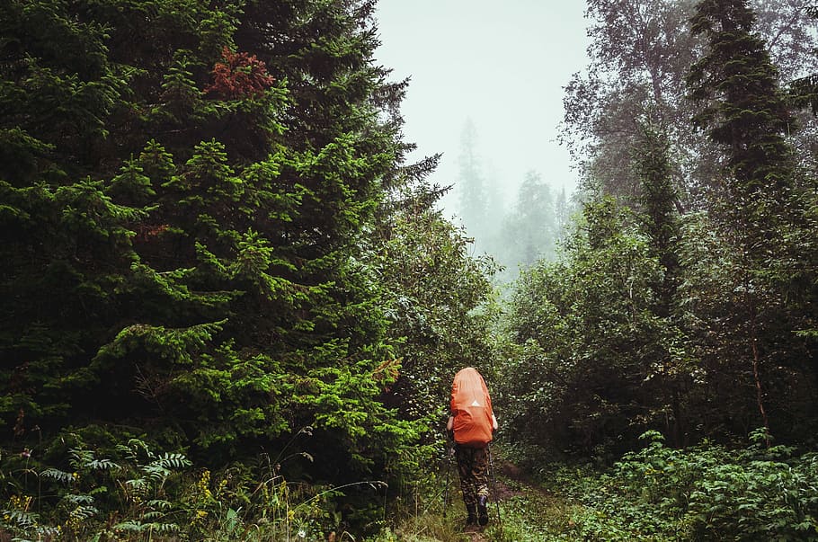 Detail Gambar Orang Berjalan Sendirian Di Hutan Membawa Tas Nomer 11