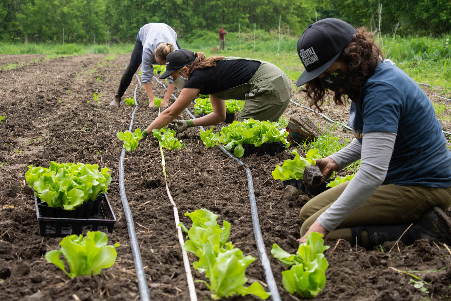 Detail Gambar Orang Berkebun Nomer 15