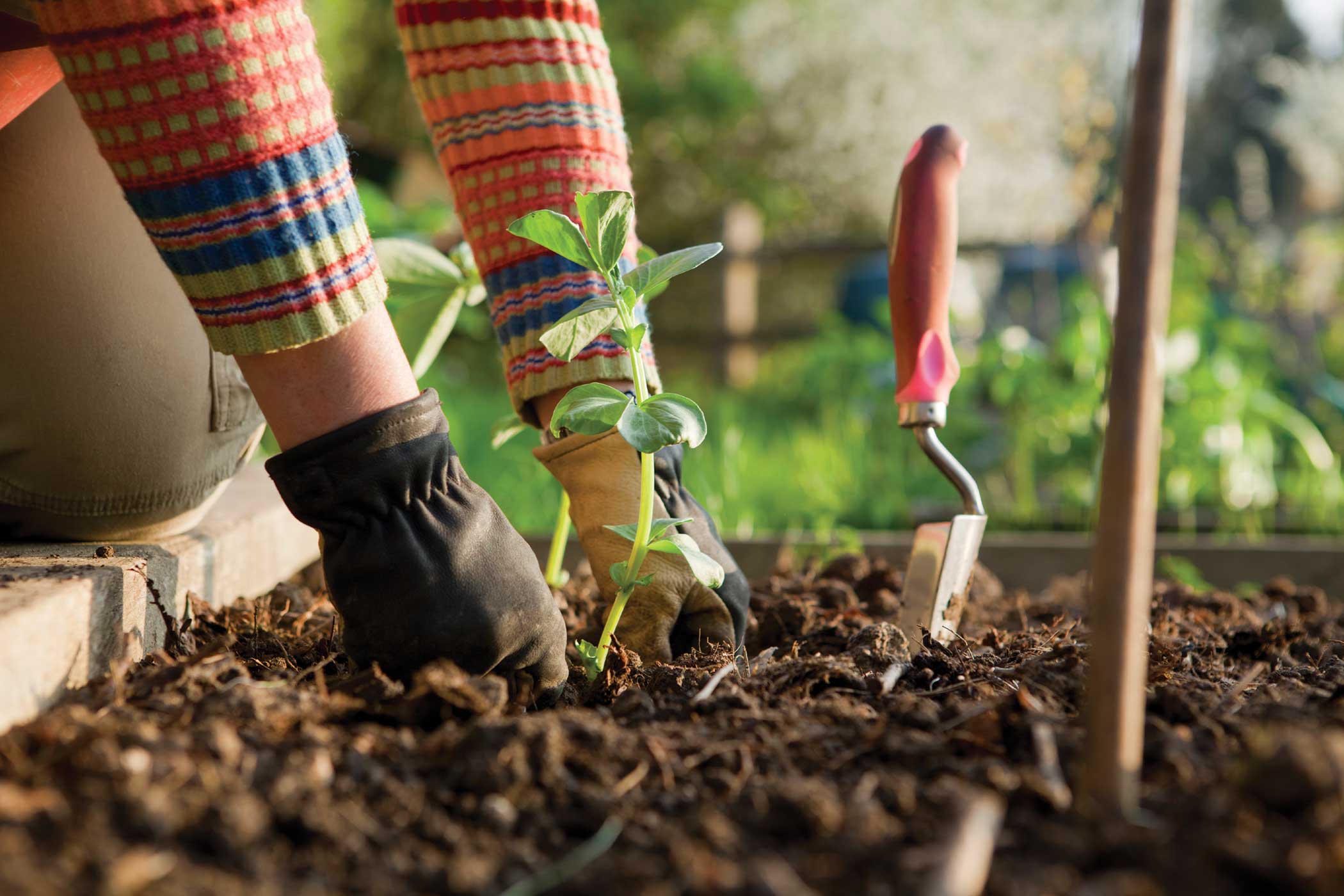 Detail Gambar Orang Berkebun Nomer 24