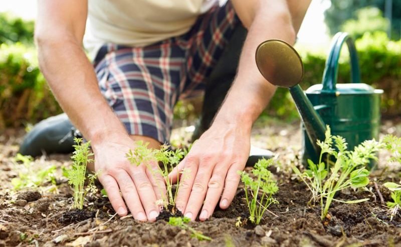 Detail Gambar Orang Berkebun Nomer 4