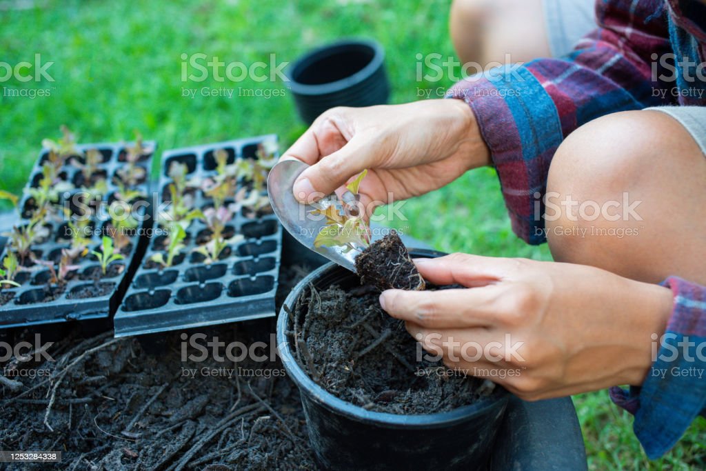 Detail Gambar Orang Berkebun Nomer 29