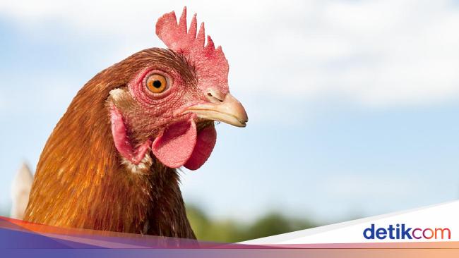 Detail Gambar Orang Dan Ayam Nomer 10