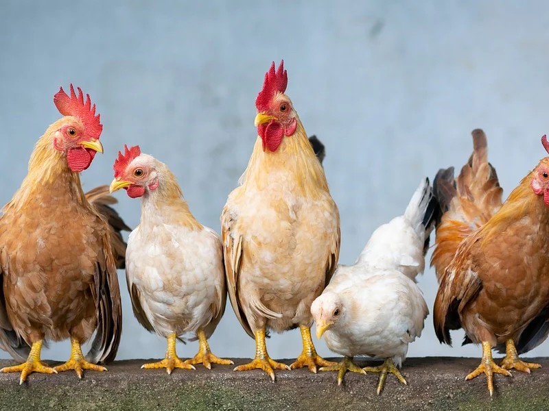 Detail Gambar Orang Dan Ayam Nomer 35