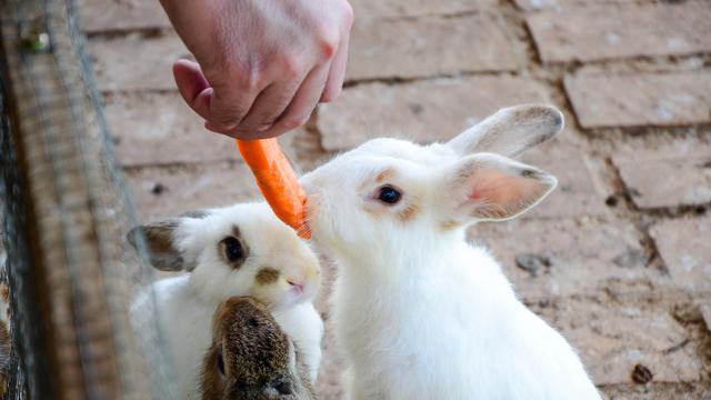 Detail Gambar Orang Dan Ayam Gambar Orang Dan Kelinci Nomer 14