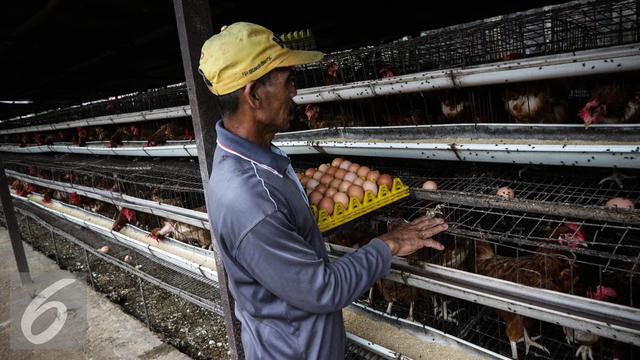 Detail Gambar Orang Dan Ayam Gambar Orang Dan Kelinci Nomer 25