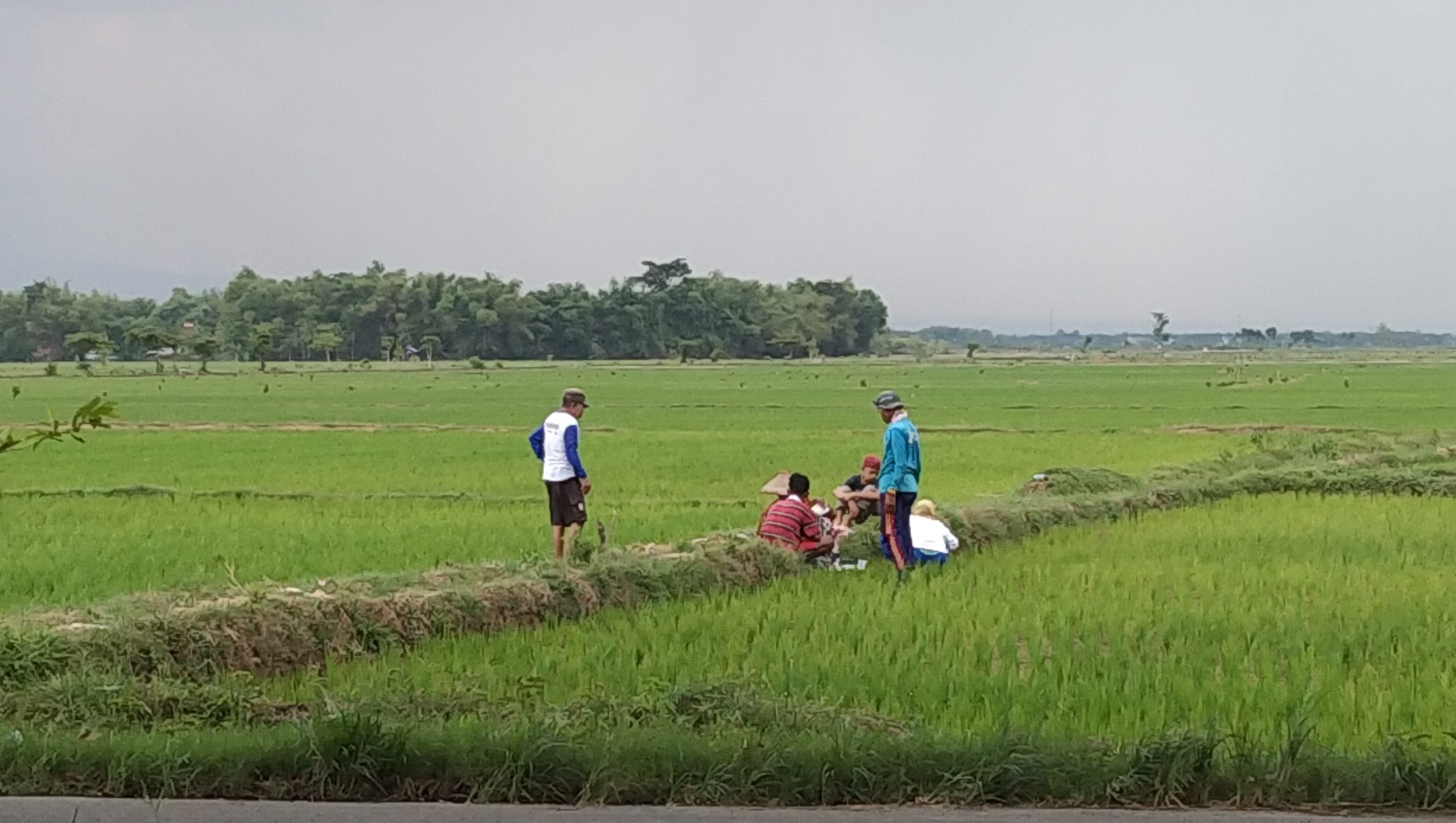 Detail Gambar Orang Di Sawah Nomer 10